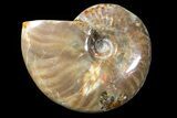 Bargain, Polished Ammonite (Cleoniceras) - Madagascar #89586-1